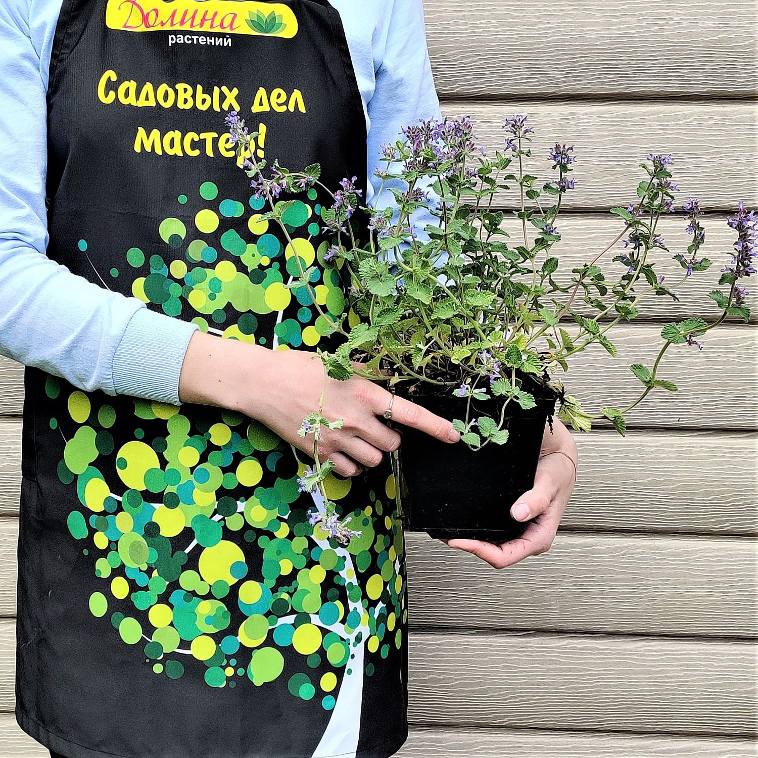 Котовник кистевидный Котовник кистевидный фото