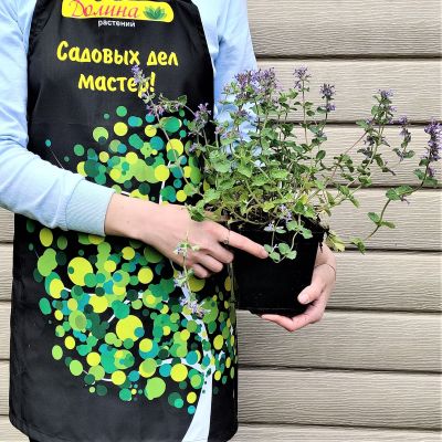 Котовник кистевидный Котовник кистевидный фото