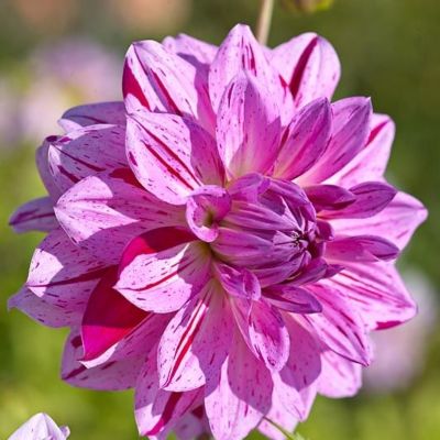 Георгина Принц Карнавал Георгина Принц Карнавал - Dolina-Sad.Ru