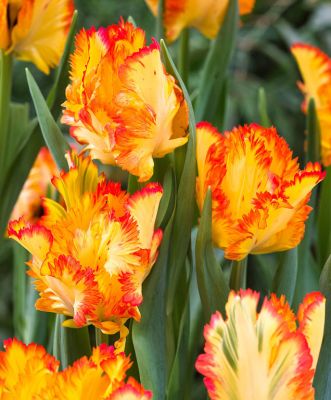 Тюльпан Карибиан Пэррот Тюльпан Карибиан Пэррот фото