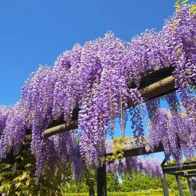 Глициния китайская Глициния китайская - Dolina-Sad.Ru