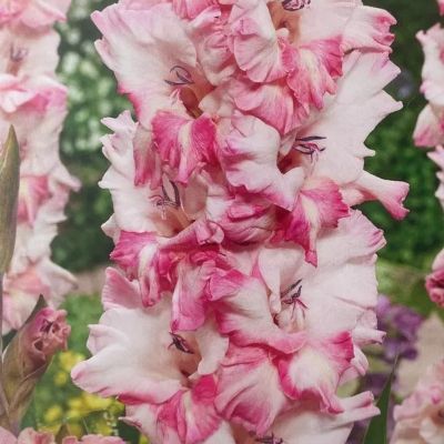 Гладиолус Кавказ Гладиолус Кавказ - Dolina-Sad.Ru