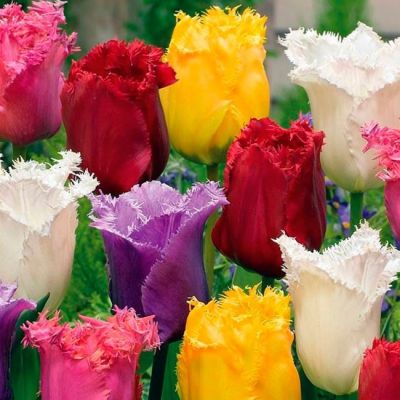 Микс Дабл-Бахромчатых Тюльпанов Микс Дабл-Бахромчатых Тюльпанов фото
