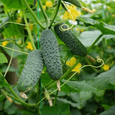 Огурец Капитошка F1 (А) Огурец Капитошка F1 (А) фото