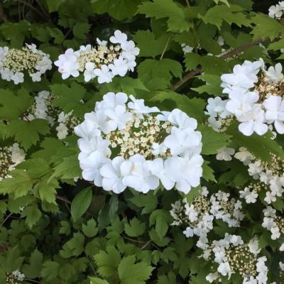 Калина обыкновенная, С3 - Dolina-Sad.Ru