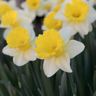 Нарцисс Гоблет Нарцисс Гоблет - Dolina-Sad.Ru