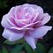 Роза Индиголетта фото