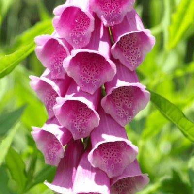 Наперстянка Зарница Наперстянка Зарница фото