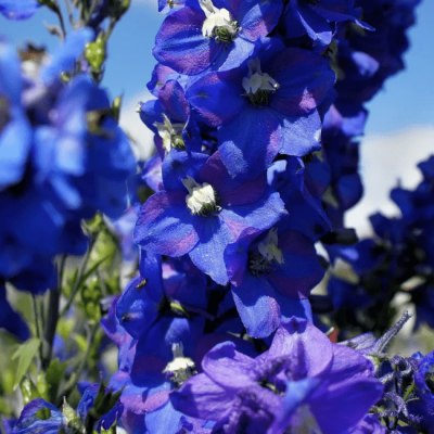 Дельфиниум Пацифик Кинг Артур , P9 Дельфиниум Пацифик Кинг Артур , P9 фото