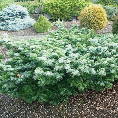 Пихта миловидная Спрединг Стар Пихта миловидная Спрединг Стар - Dolina-Sad.Ru