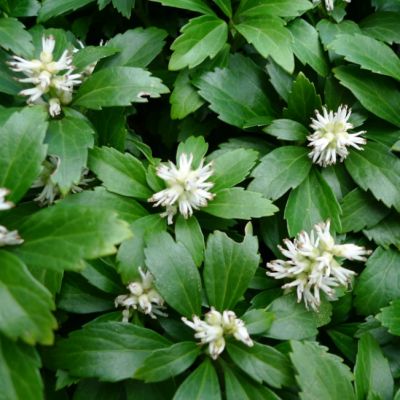 Пахизандра верхушечная Грин Карпет Пахизандра верхушечная Грин Карпет фото