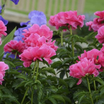 Пион Паула Фей фото