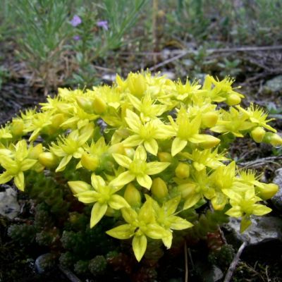 Седум едкий , P9 Седум едкий , P9 фото