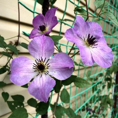 Клематис Монинг Скай Клематис Монинг Скай фото