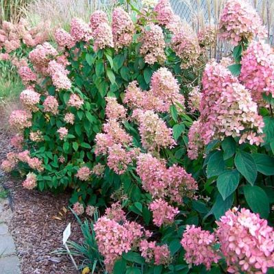 Гортензия метельчатая Мэджикал Кэндл, С1,5 Гортензия метельчатая Мэджикал Кэндл, С1,5 - Dolina-Sad.Ru