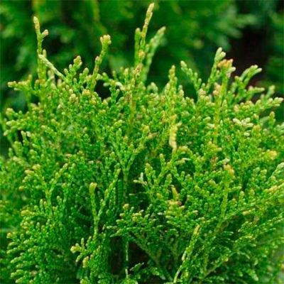 Туя западная Тип Топ Туя западная Тип Топ - Dolina-Sad.Ru