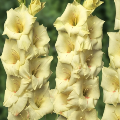 Гладиолус Деббиан Гладиолус Деббиан фото