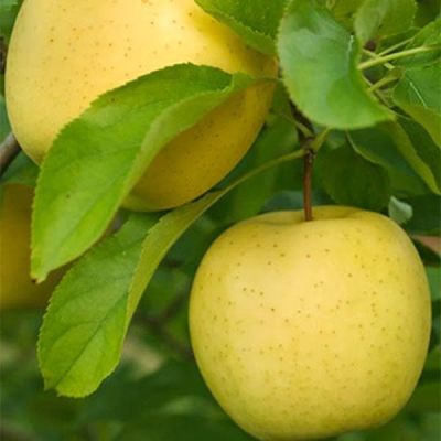 Яблоня Ананас/Осенняя Яблоня Ананас/Осенняя фото