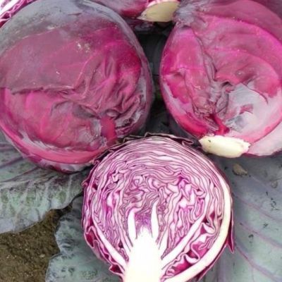 Капуста Краснокочанная Ред Династи F1(Seminis/Голландия) Капуста Краснокочанная Ред Династи F1(Seminis/Голландия) фото