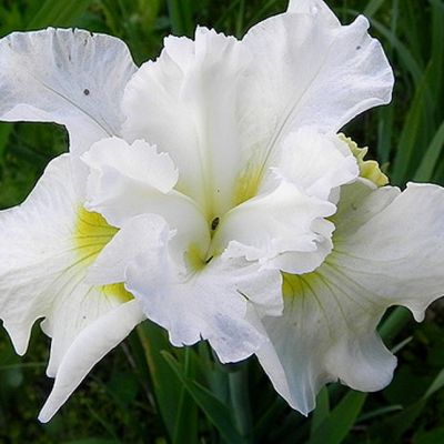 Ирис Галл'с Винг Ирис Галл'с Винг - Dolina-Sad.Ru