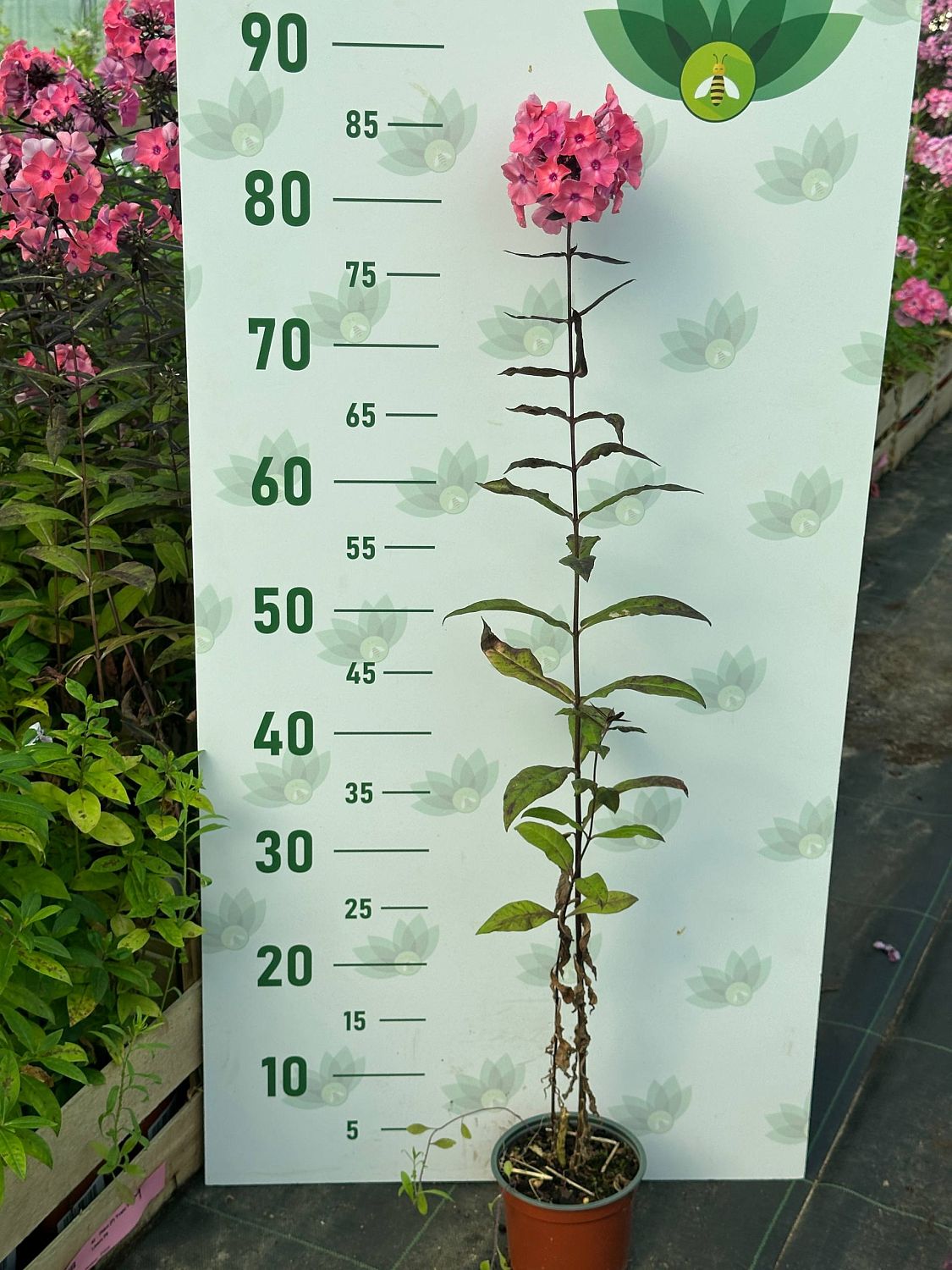 Флокс Свит Дримс фото