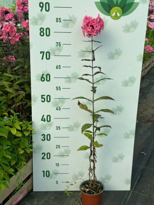 Флокс Свит Дримс фото