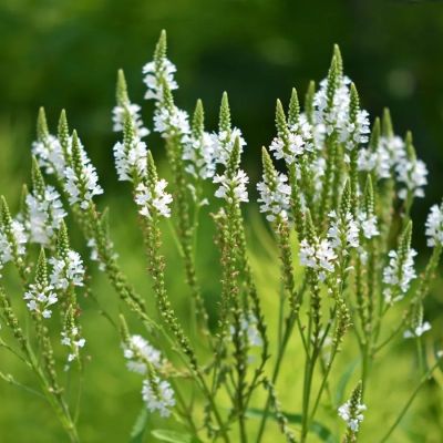 Вербена копьевидная Вайт Спайрс Вербена копьевидная Вайт Спайрс - Dolina-Sad.Ru