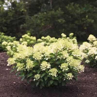 Гортензия метельчатая Милк энд Хани - Dolina-Sad.Ru