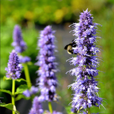 Агастахе Блэк Аддер фото