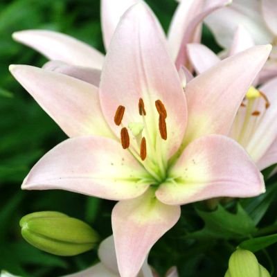 Лилия Пати Даймонд Лилия Пати Даймонд фото