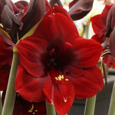 Амариллис Арабиан Найт Амариллис Арабиан Найт фото