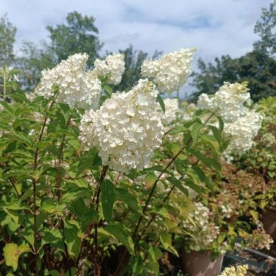 Гортензия метельчатая Ванилла Фрейз, С3 - Dolina-Sad.Ru