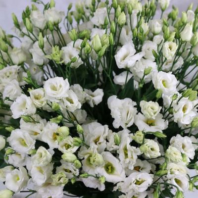 Эустома Джульетта белая F1, гранул. пробирка Эустома Джульетта белая F1, гранул. пробирка - Dolina-Sad.Ru