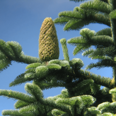 Пихта благородная Пихта благородная фото