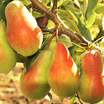 Груша Талгарская/Зимняя Груша Талгарская/Зимняя фото