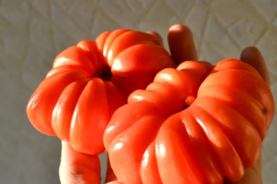 Томат Японский краб Томат Японский краб фото