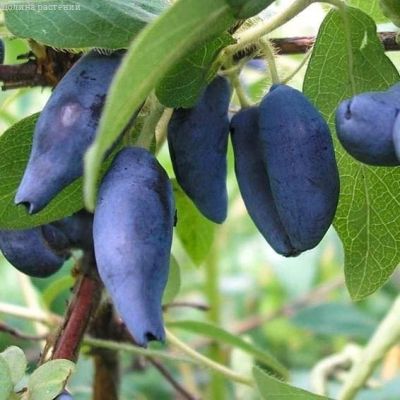 Жимолость Бакчарский Великан Жимолость Бакчарский Великан фото