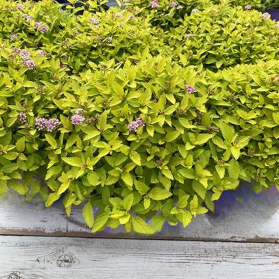 Спирея Зен Спирит Голд, С2 Спирея Зен Спирит Голд, С2 - Dolina-Sad.Ru