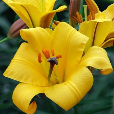 Лилия Еллоу Пленет Лилия Еллоу Пленет - Dolina-Sad.Ru