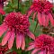 Эхинацея Дабл Скуп Распберри Эхинацея Дабл Скуп Распберри - Dolina-Sad.Ru