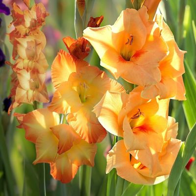 Гладиолус Овация Гладиолус Овация - Dolina-Sad.Ru