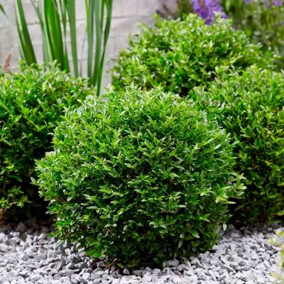 Жимолость блестящая Грин Бриз Жимолость блестящая Грин Бриз - Dolina-Sad.Ru