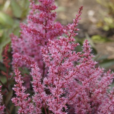 Астильба Смайл эт Ми Астильба Смайл эт Ми - Dolina-Sad.Ru