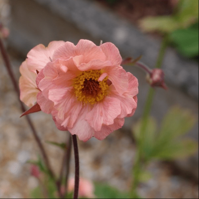 Гравилат Богема Пинк , Гравилат Богема Пинк , фото