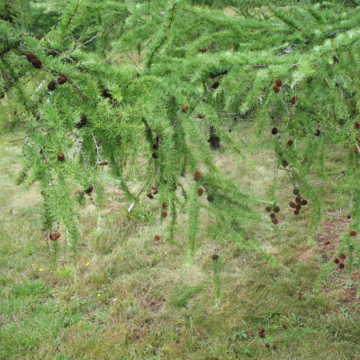 Лиственница тонкочешуйчатая Лиственница тонкочешуйчатая фото