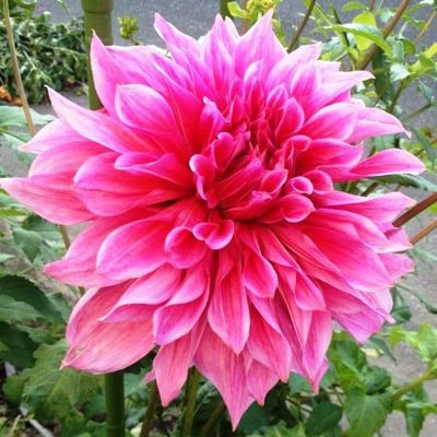 Георгина Маки (Гиганты) Георгина Маки (Гиганты) фото