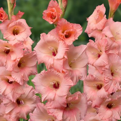 Гладиолус Джорджия Пич - Dolina-Sad.Ru