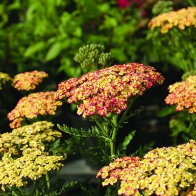 Тысячелистник Триколор - Dolina-Sad.Ru