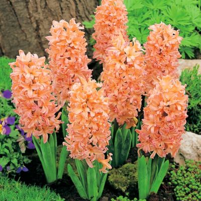 Гиацинт Ян Бос фото