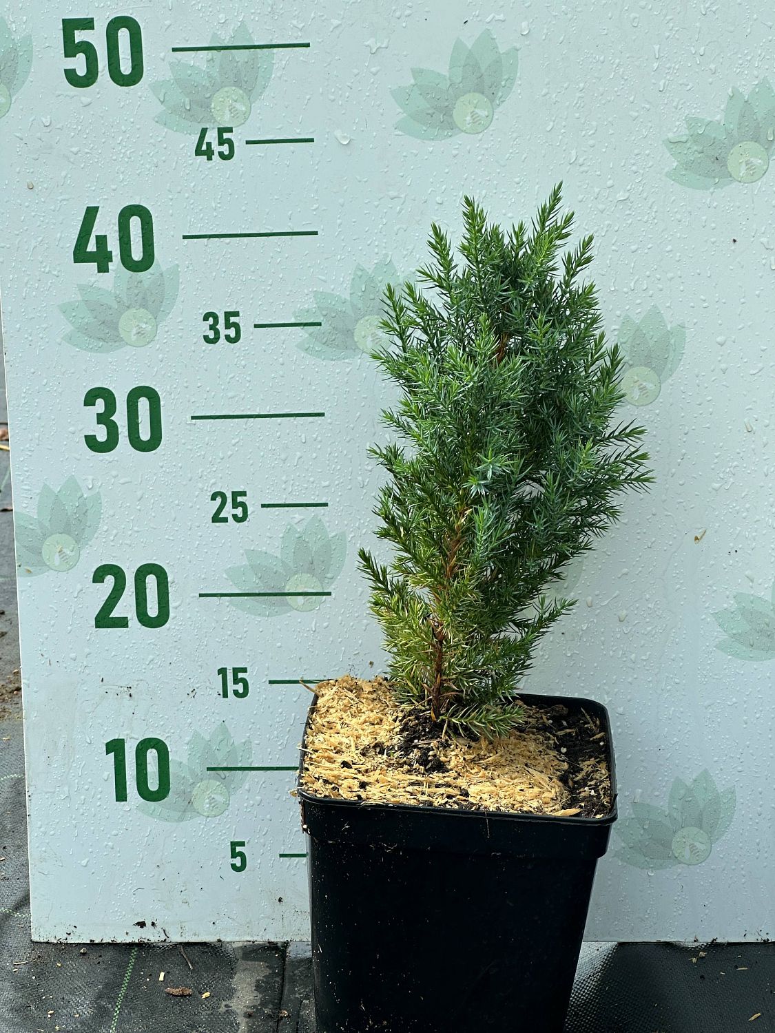 Можжевельник китайский Стрикта, С3 Можжевельник китайский Стрикта, С3 - Dolina-Sad.Ru